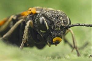 Sawflies Prints: Sawfly (Symphyta sp. ) adult, close-up of head, Leicestershire, England, april