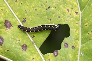 Sawflies Prints: Sawfly (Tenthredo mandibularis) larva