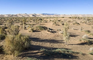 Saxaul (Haloxylon sp. ) forest, growing in desert habitat, Khongoryn Els Sand Dunes, Southern Gobi Desert, Mongolia, october