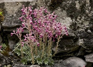 Canyons Prints: Saxifrage (Saxifraga stribrnyi) endemic species