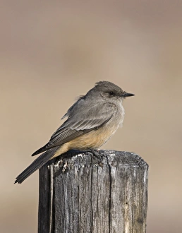 New Mexico Prints: Say's Phoebe (Sayornis saya) adult