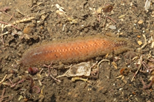 Bristleworms Prints: Scale Worm (Lagisca extenuata) adult, Kimmeridge Bay, Dorset, England, January