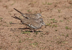 Doves Prints: Scaled Dove (Columbina squammata) three adults