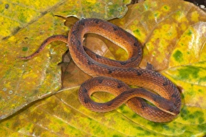 Amazonia Prints: Scaled Ground Snake (Xenopholis scalaris) adult