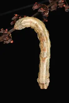 Larva Prints: Scalloped Hazel Moth (Odontopera bidentata) caterpillar