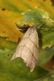 Scalloped Hook-tip (Falcaria lacertinaria) adult, resting on leaf, Powys, Wales, august