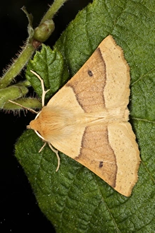 Geometrid Prints: Scalloped Oak (Crocallis elinguaria) adult, resting on leaf, Powys, Wales, july