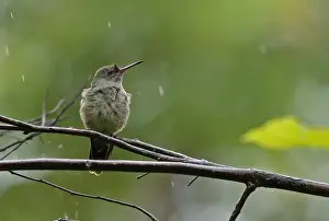 Rains Prints: Scaly-breasted Hummingbird (Phaeochroa cuvierii furvescens) adult