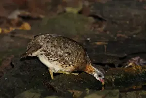 Kaeng Krachan Prints: Scaly-breasted Partridge (Arborophila chloropus) adult
