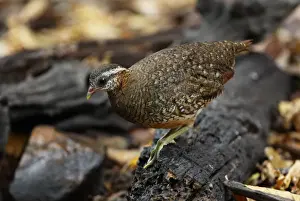 Scaly-breasted Partridge (Arborophila chloropus) adult, standing on log, Kaeng Krachan N. P. Thailand, february