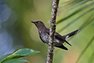 Saint Lucia Prints: Scaly-breasted Thrasher (Allenia fusca schwartzi) adult