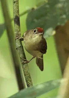 Pellorneidae Prints: Scaly-crowned Babbler (Malacopteron cinereum cinereum) adult