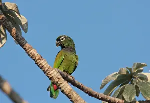 Scaly-headed Parrot (Pionus maximiliani siy) adult, perched on branch, Pousada Araras, Mato Grosso, Brazil, august