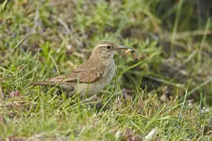 Furnariids Prints: Scaly-throated Earthcreeper (Upucerthia dumetaria) adult