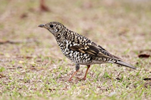 Thrush Prints: Scaly Thrush (Zoothera dauma) adult