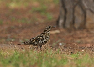 Thrush Prints: Scaly Thrush (Zoothera dauma aurea) adult, standing on ground, Beidaihe, Hebei, China, may