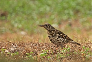 Scaly Thrush (Zoothera dauma aurea) adult, standing on ground, Beidaihe, Hebei, China, may