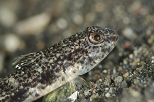 Indopacific Prints: Scalyhead Goby (Hazeus otakii) adult