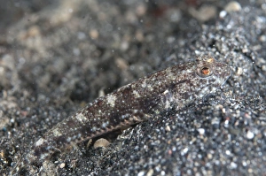 Muck Prints: Scalyhead Goby (Hazeus otakii) adult