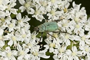 Middle East Prints: Scarab Beetle (Hoplia argentea) adult