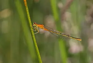 Newly Prints: Scarce Blue-tailed Damselfly (Ischnura pumilio) immature female