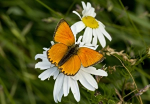 Coppers Prints: Scarce Copper (Lycaena virgaureae) adult male