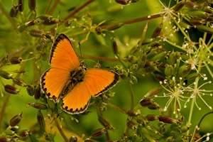 Coppers Prints: Scarce Copper (Lycaena virgaureae) adult male