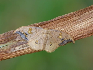 Moths Prints: Scarce Hook-tip (Sabra harpagula) adult