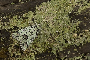 Scarce Merveille du Jour (Moma alpium) adult, resting on lichen, England, May