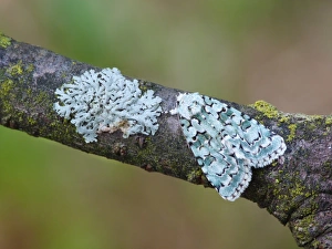 Lepidoptera Prints: Scarce Merveille du Jour (Moma alpium) adult male