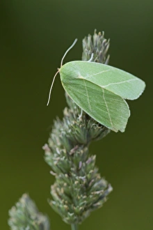 Sheffield Prints: Scarce Silver-lines (Bena bicolorana) adult, Sheffield, South Yorkshire, England, July