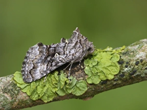 Noctuids Prints: Scarce Silver Y (Syngrapha interrogationis) adult