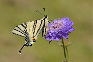 Scarce Swallowtail (Iphiclides podalirius) adult, underside, resting on scabious flower
