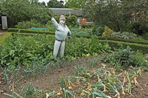 Plots Prints: Scarecrow in garden vegetable plot, Gressenhall, Norfolk, England, july