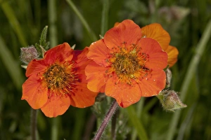 Southeastern Europe Prints: Scarlet Avens (Geum coccineum) close-up of flowers, Bulgaria, May