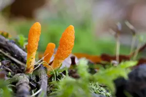 Floor Prints: Scarlet Caterpillar Fungus (Cordyceps militaris) fruiting bodies