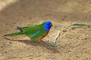 Scarlet-chested Parrot (Neophema splendida) adult male, foraging on ground, South Australia, Australia, November