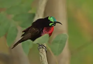 Sunbird Prints: Scarlet-chested Sunbird (Chalcomitra senegalensis senegalensis) adult male