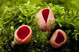 Mosses Prints: Scarlet Elf Cup (Sarcoscypha austriaca) fruiting bodies
