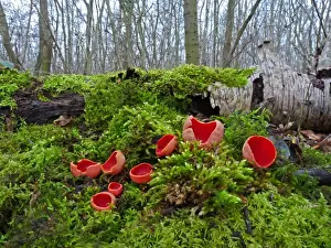 Scarlet Elf Cup (Sarcoscypha coccinea) fruiting bodies, growing on mossy bank in woodland, Leicestershire, England, february