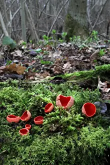 Scarlet Elf Cup (Sarcoscypha coccinea) fruiting bodies, growing amongst moss on woodland floor, Leicestershire, England, february