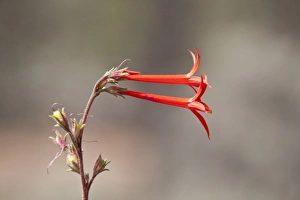 Uutah Prints: Scarlet Gilia or Skyrocket - Utah America
