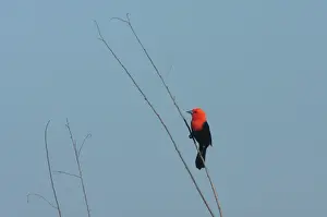 Black Bird Prints: Scarlet-headed Blackbird (Amblyramphus holosericeus) adult male