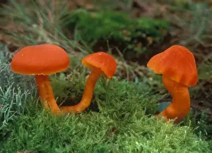 Mushroomsfungi Prints: Scarlet Hood Fungi (Hygrocybe coccinea) Three growing on moss T2 00001 1143