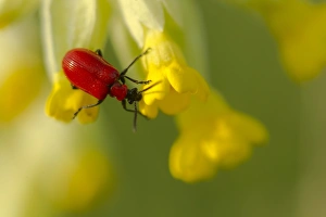 Cowslips Prints: Scarlet Lily Beetle (Lilioceris lilii) adult