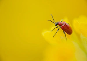 Scarlet Lily Beetle (Lilioceris lilii) adult, on Cowslip (Primula veris) flower, Sheffield, South Yorkshire, England