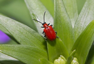 Scarlet Lily Beetle (Lilioceris lilii) adult, on lily leaf in garden, Chipping, Lancashire, England, June