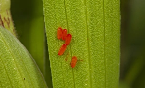 Laid Prints: Scarlet Lily Beetle (Lilioceris lilii) eggs on leaf, Norfolk, England, may