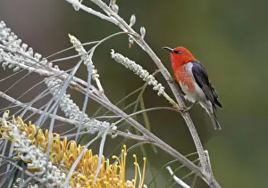 Plateau Prints: Scarlet Myzomela (Myzomela sanguinolenta) adult male