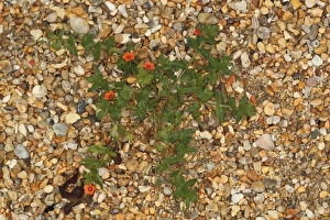 Scarlet Pimpernel (Anagallis arvensis) flowering, growing on shingle beach, Ringstead, Dorset, England, july